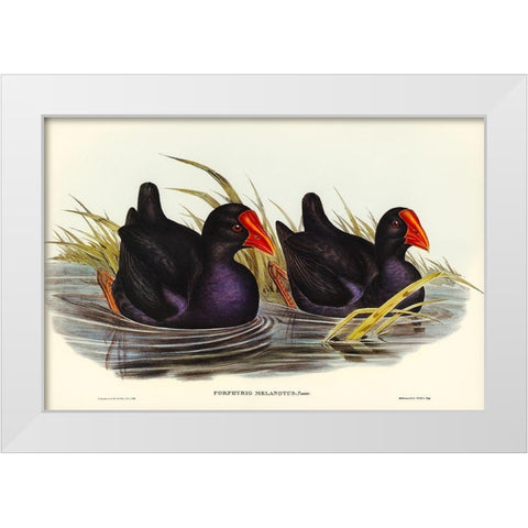 Black-backed Porphyrio-Porphyrio melanotus White Modern Wood Framed Art Print by Gould, John