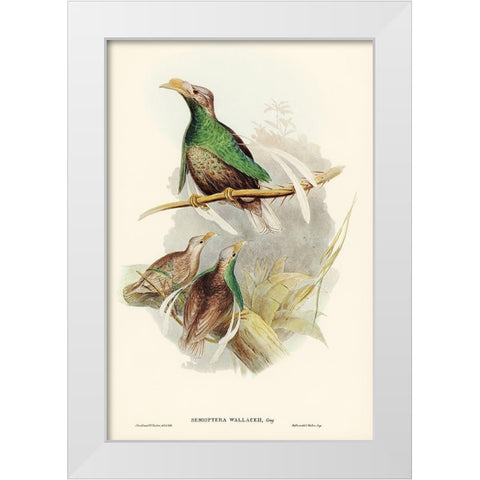 Standard-Wing-Semioptera Wallacei White Modern Wood Framed Art Print by Gould, John