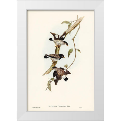 Striated Sittella-Sittella striata White Modern Wood Framed Art Print by Gould, John