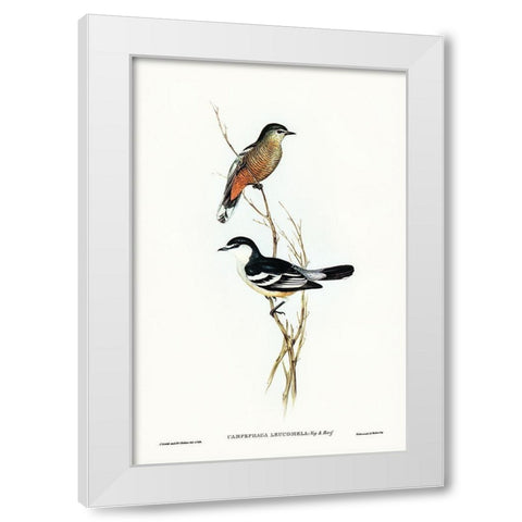 Black and White cuckooshrike-Campephaga leucomela White Modern Wood Framed Art Print by Gould, John
