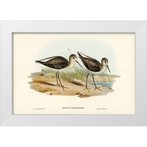 Marsh Sandpiper-Totanus stagnatilis White Modern Wood Framed Art Print by Gould, John
