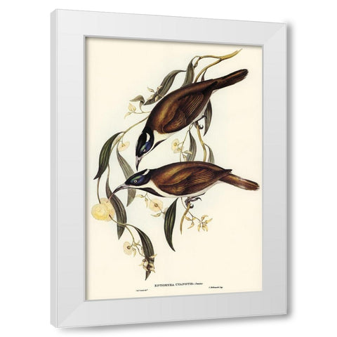 Blue-faced Entomyza-Entomyza cyanotis White Modern Wood Framed Art Print by Gould, John