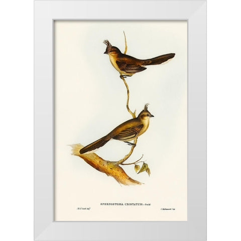 Crested Wedge-bill-Sphenostoma cristata White Modern Wood Framed Art Print by Gould, John