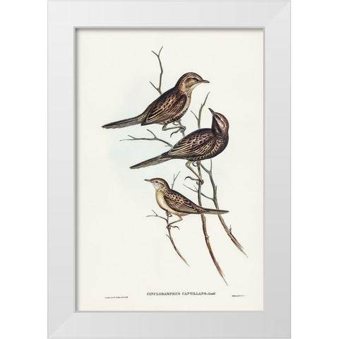 Black-breasted Songlark-Cincloramphus cantillans White Modern Wood Framed Art Print by Gould, John