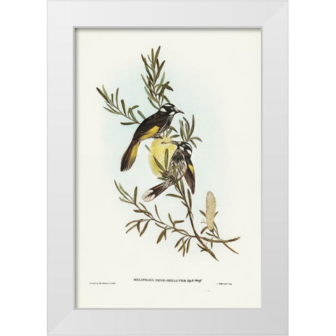 New Holland Honey-eater White Modern Wood Framed Art Print by Gould, John