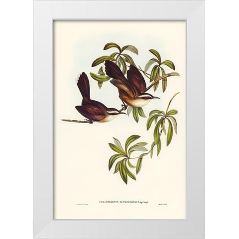 White-eyebrowed Pomatorhinus-Pomatorhinus superciliosus White Modern Wood Framed Art Print by Gould, John
