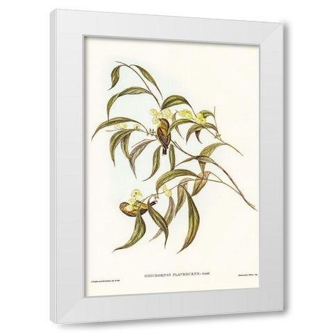 Yellow Weebill-Smicrornis flavescens White Modern Wood Framed Art Print by Gould, John