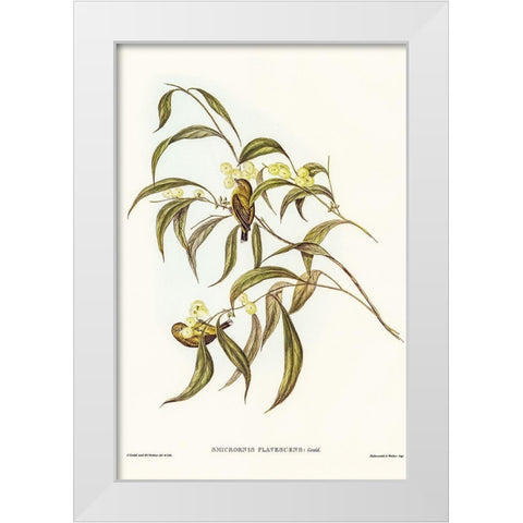 Yellow Weebill-Smicrornis flavescens White Modern Wood Framed Art Print by Gould, John
