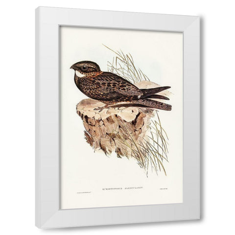 White-throated Goat-sucker-Eurostopodus albogularis White Modern Wood Framed Art Print by Gould, John