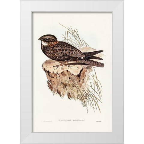 White-throated Goat-sucker-Eurostopodus albogularis White Modern Wood Framed Art Print by Gould, John