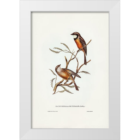 Banded Thickhead-Pachycephala pectoralis White Modern Wood Framed Art Print by Gould, John