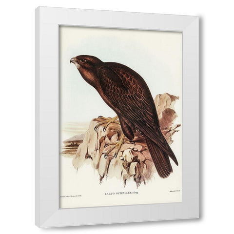 Black Falcon-Falco sunnier White Modern Wood Framed Art Print by Gould, John
