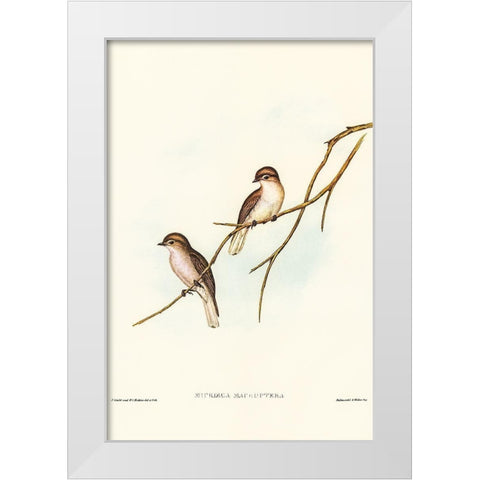 Great-winged Flycatcher-Microeca macroptera White Modern Wood Framed Art Print by Gould, John