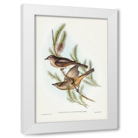 Buff-bellied shrike-thrush-Colluricincla rufiventris White Modern Wood Framed Art Print by Gould, John