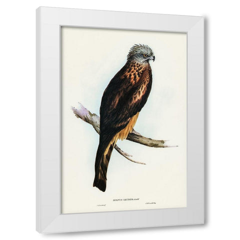 Square-tailed Kite-Milvus insures White Modern Wood Framed Art Print by Gould, John