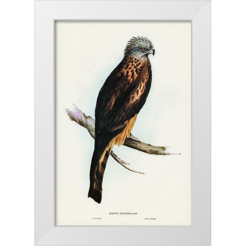 Square-tailed Kite-Milvus insures White Modern Wood Framed Art Print by Gould, John
