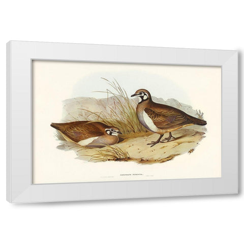 Partridge Bronze-wing-Geophaps scripta White Modern Wood Framed Art Print by Gould, John
