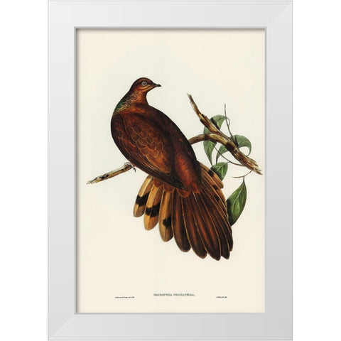 Pheasant-tailed Pigeon-Macropygia Phasianella White Modern Wood Framed Art Print by Gould, John