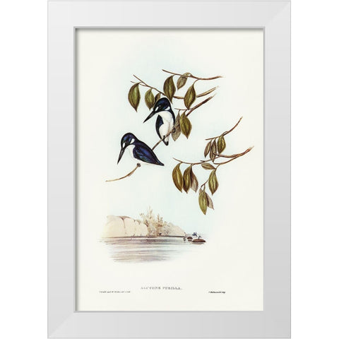 Little Kingfisher-Alcyone pasilla White Modern Wood Framed Art Print by Gould, John