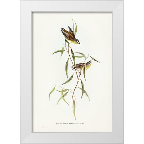 Allied Pardalote-Pardalotus affines White Modern Wood Framed Art Print by Gould, John