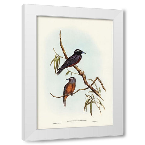 White-eyebrowed Wood Swallow-Artamus supercilious White Modern Wood Framed Art Print by Gould, John