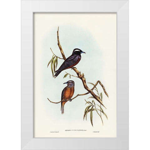 White-eyebrowed Wood Swallow-Artamus supercilious White Modern Wood Framed Art Print by Gould, John