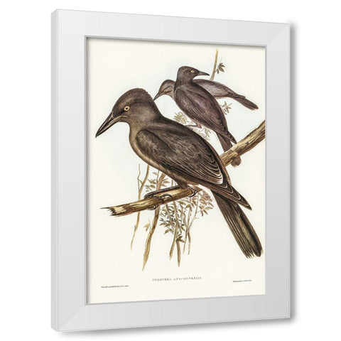Grey Crow-Shrike-Strepera Anaphonensis White Modern Wood Framed Art Print by Gould, John