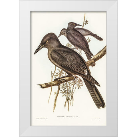 Grey Crow-Shrike-Strepera Anaphonensis White Modern Wood Framed Art Print by Gould, John