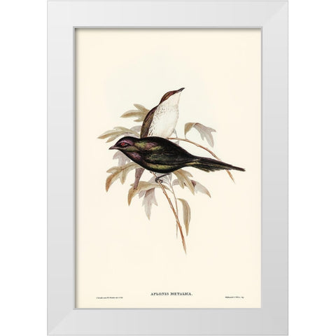 Shining starling-Aplonis metallica White Modern Wood Framed Art Print by Gould, John