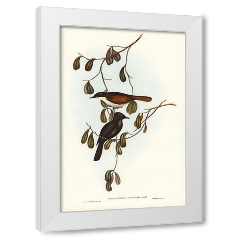 Grey-tailed Pachycephala-Pachycephala glaucura White Modern Wood Framed Art Print by Gould, John