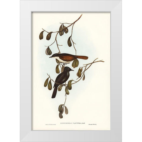 Grey-tailed Pachycephala-Pachycephala glaucura White Modern Wood Framed Art Print by Gould, John