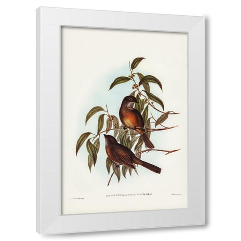 Olivaceous Pachycephala-Pachycephala olivacea White Modern Wood Framed Art Print by Gould, John