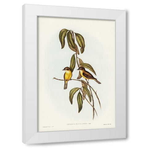Yellow-bellied flycatcher-Microeca flavigaster White Modern Wood Framed Art Print by Gould, John