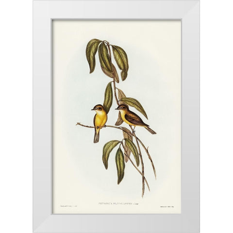 Yellow-bellied flycatcher-Microeca flavigaster White Modern Wood Framed Art Print by Gould, John