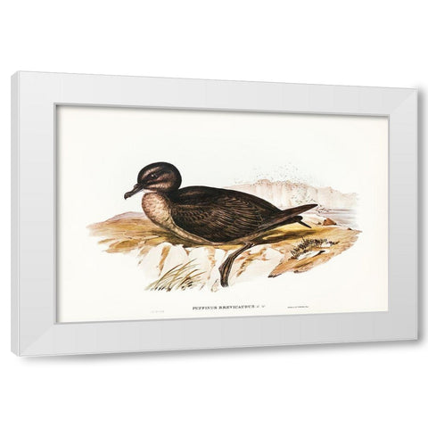 Short-tailed Petrel-Puffinus brevicaudus White Modern Wood Framed Art Print by Gould, John