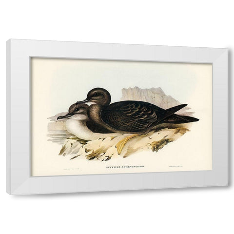 Wedge-tailed Petrel-Puffinus sphenurus White Modern Wood Framed Art Print by Gould, John