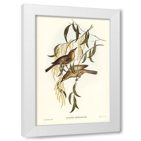 Uniform Honey-eater-Ptilotis unicolor White Modern Wood Framed Art Print by Gould, John