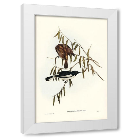 Pied Honey-eater-Melicophila picata White Modern Wood Framed Art Print by Gould, John