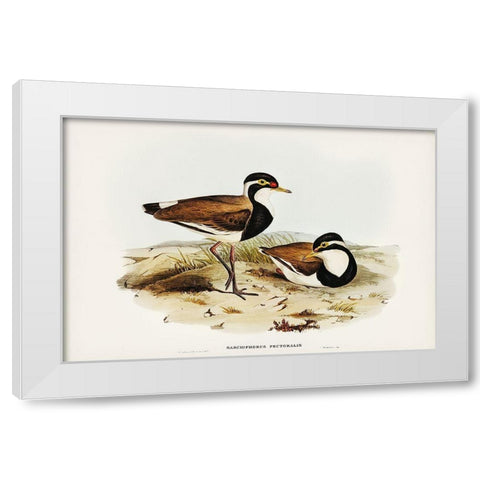 Black-breasted Pewit-Sarciophorus pectoralis White Modern Wood Framed Art Print by Gould, John