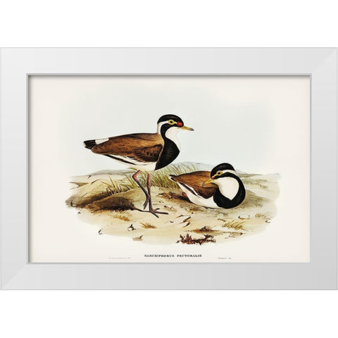 Black-breasted Pewit-Sarciophorus pectoralis White Modern Wood Framed Art Print by Gould, John