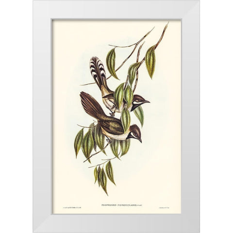 Black-throated Psophodes-Psophodes nigrogularis White Modern Wood Framed Art Print by Gould, John
