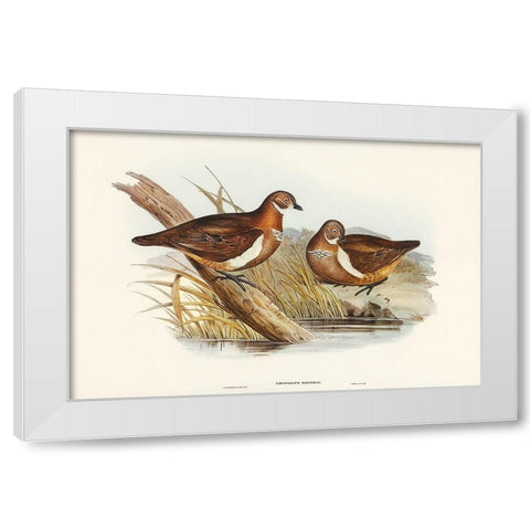 Smiths Partridge Bronze-wing-Geophaps Smithii White Modern Wood Framed Art Print by Gould, John