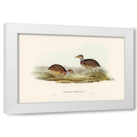 Collared Plain Wanderer-Pedionomus torquatus White Modern Wood Framed Art Print by Gould, John