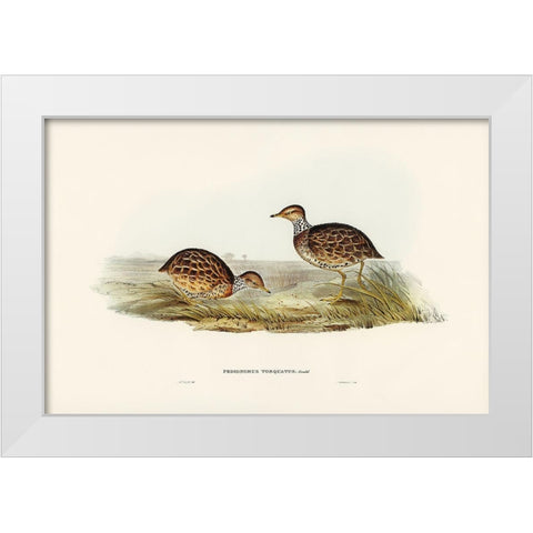 Collared Plain Wanderer-Pedionomus torquatus White Modern Wood Framed Art Print by Gould, John