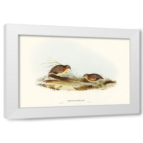 Swift-flying Hemipode-Hemipodius velox White Modern Wood Framed Art Print by Gould, John
