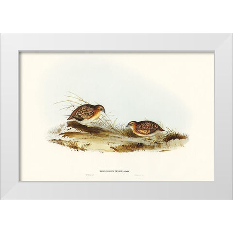 Swift-flying Hemipode-Hemipodius velox White Modern Wood Framed Art Print by Gould, John