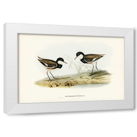 Banded Red Knee-Erythrogonys cinctus White Modern Wood Framed Art Print by Gould, John