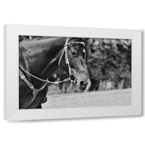 Horse in western bridle I White Modern Wood Framed Art Print by The Yellowstone Collection