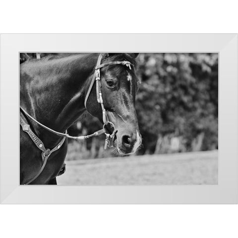 Horse in western bridle I White Modern Wood Framed Art Print by The Yellowstone Collection