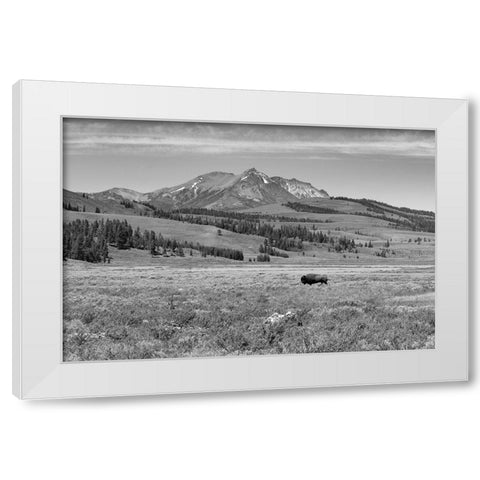 Bull Bison at Swan Lake, Yellowstone National Park White Modern Wood Framed Art Print by Frank, Jacob W.